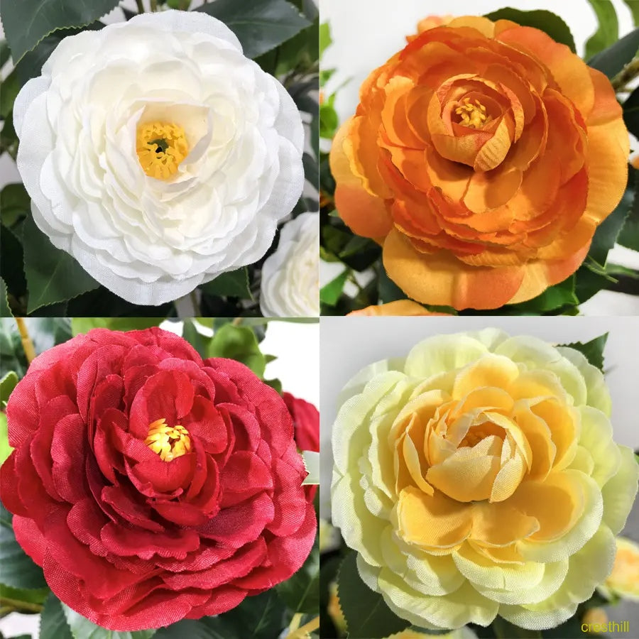 Two 3-foot camellia trees, complete with decorative pebbles and a flower pot