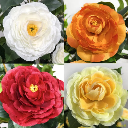 Two 3-foot camellia trees, complete with decorative pebbles and a flower pot