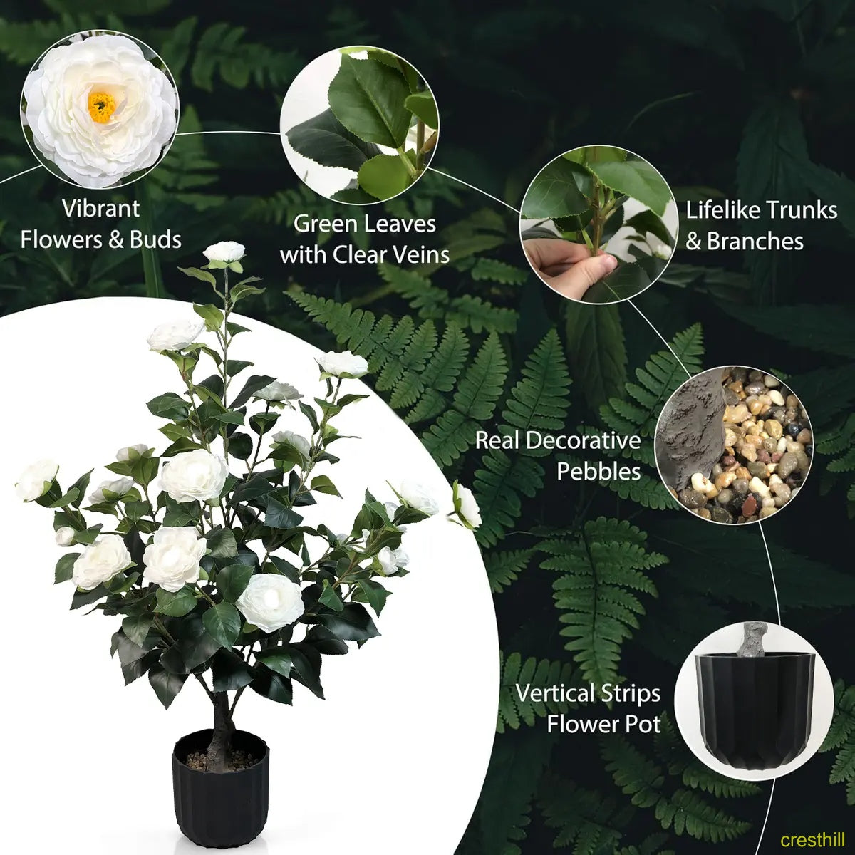 Two 3-foot camellia trees, complete with decorative pebbles and a flower pot