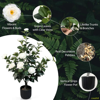 Two 3-foot camellia trees, complete with decorative pebbles and a flower pot