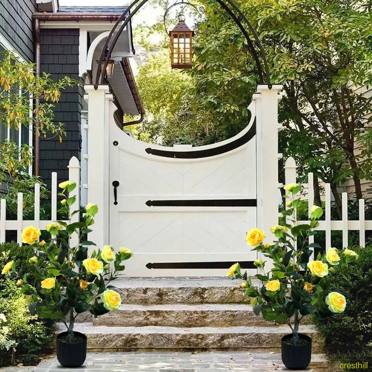 Two 3-foot camellia trees, complete with decorative pebbles and a flower pot