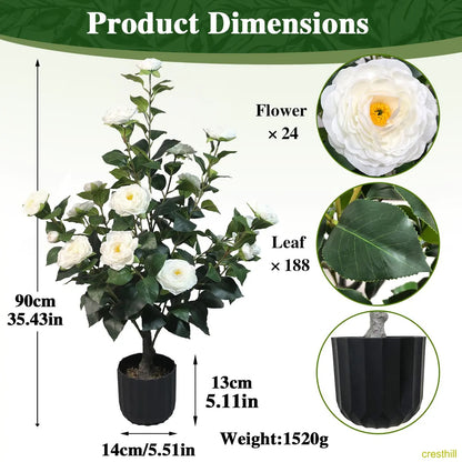 Two 3-foot camellia trees, complete with decorative pebbles and a flower pot