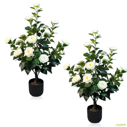 Two 3-foot camellia trees, complete with decorative pebbles and a flower pot