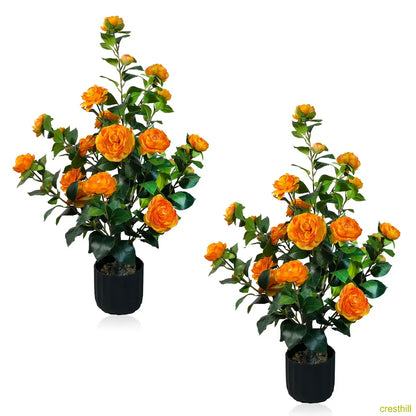 Two 3-foot camellia trees, complete with decorative pebbles and a flower pot