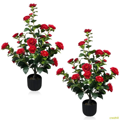 Two 3-foot camellia trees, complete with decorative pebbles and a flower pot