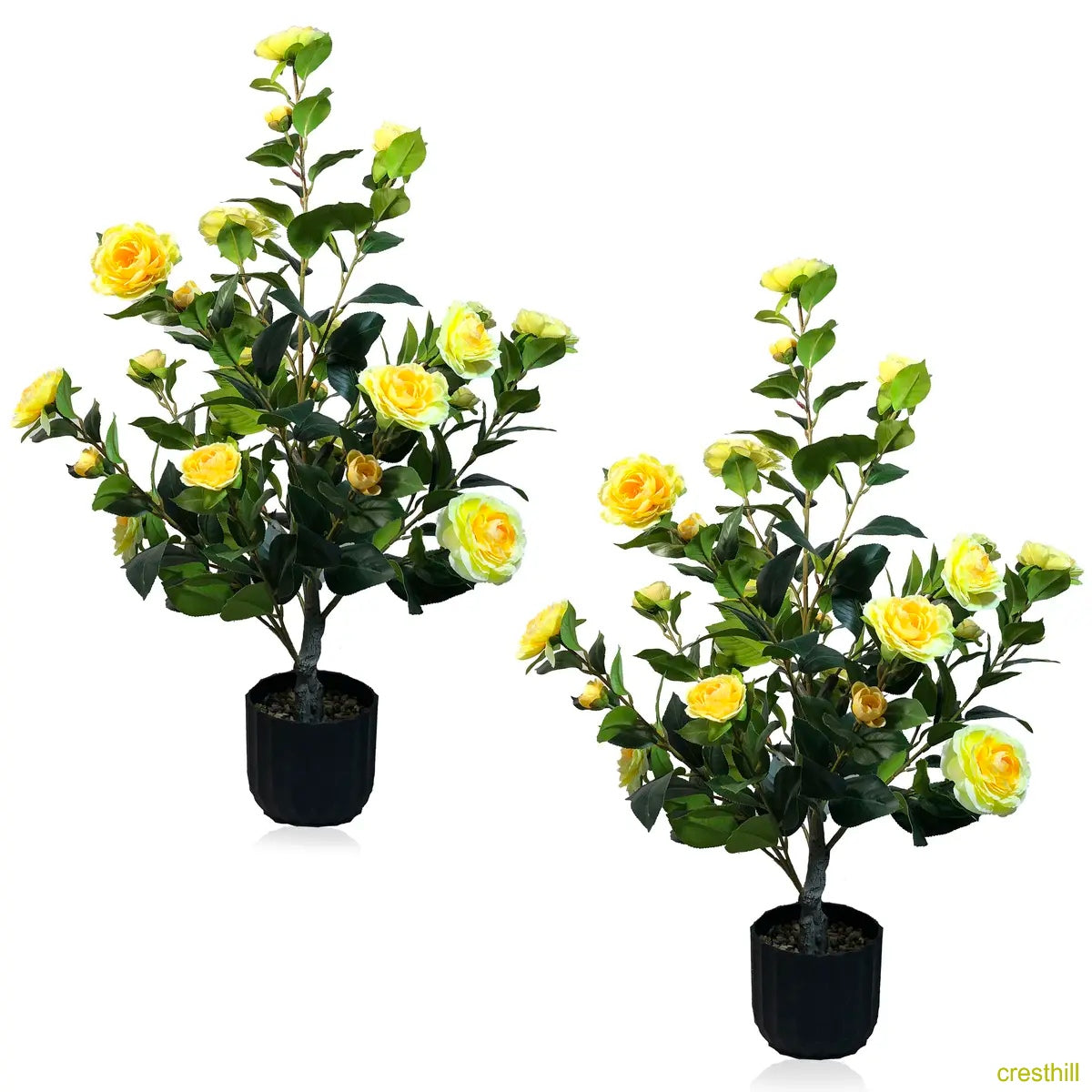 Two 3-foot camellia trees, complete with decorative pebbles and a flower pot
